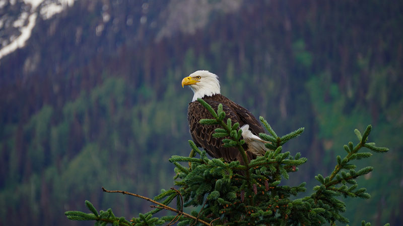 Tracy Arm/Juneau, Alaska