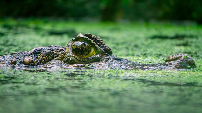 Itaobalstigen och Air�o Velho