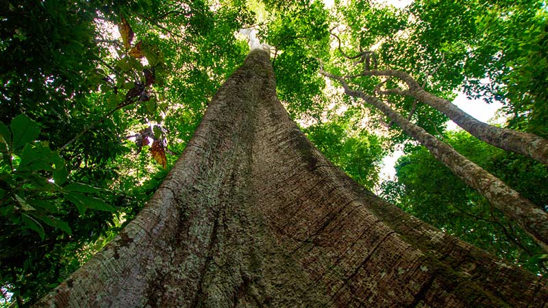 Rio Negro & Ja� Nationalpark