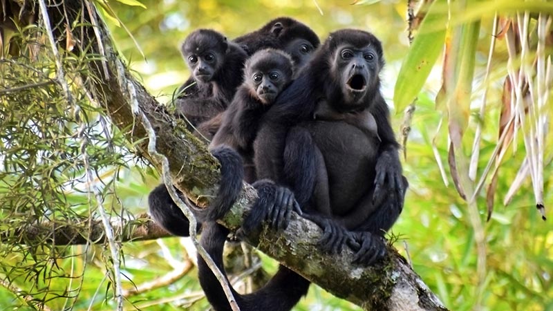 Golfo de Chiriqui, Panama