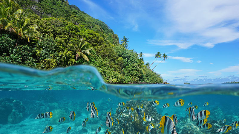 Tahaa