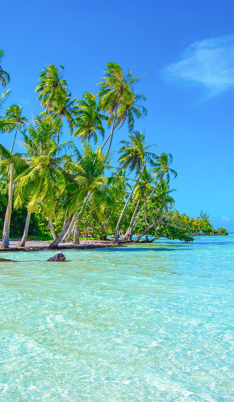 Magiska palmer och tropisk miljö på kryssning eller segling i Söderhavet