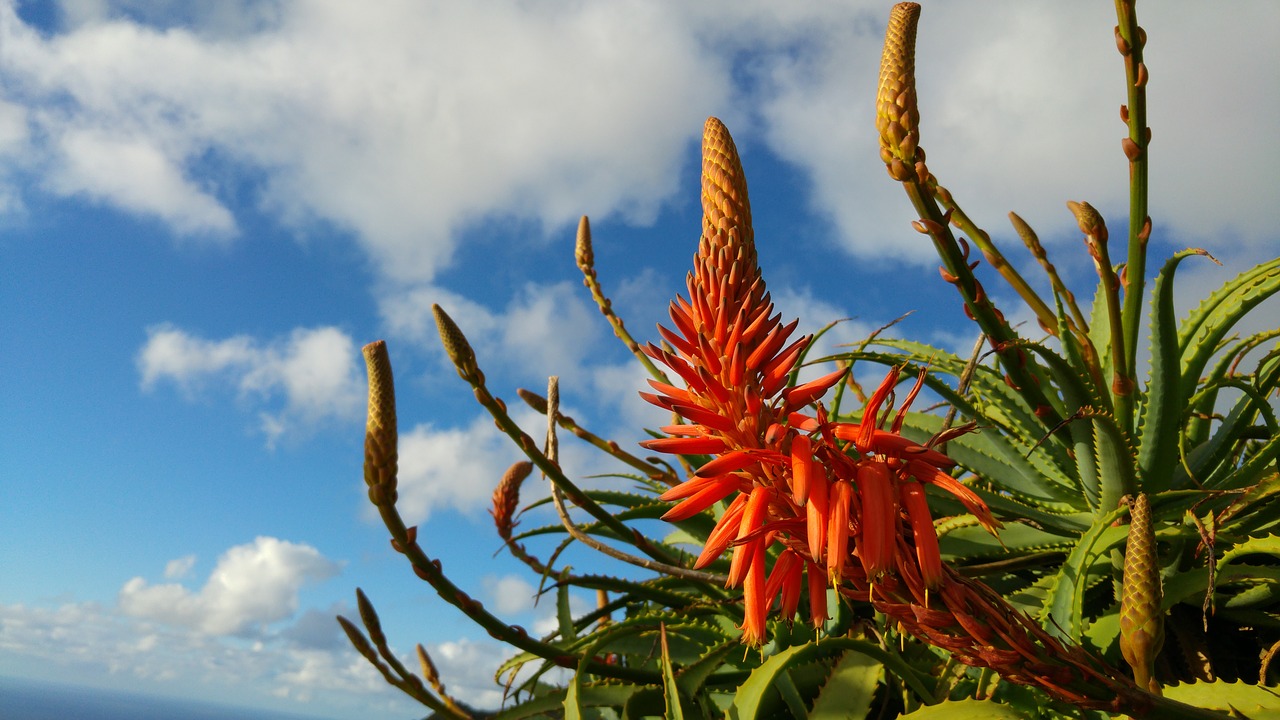 Madeiras växtliv är en av många upplevelser på resan över atlanten